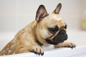 french-bulldog-bath-shampoo-on-head