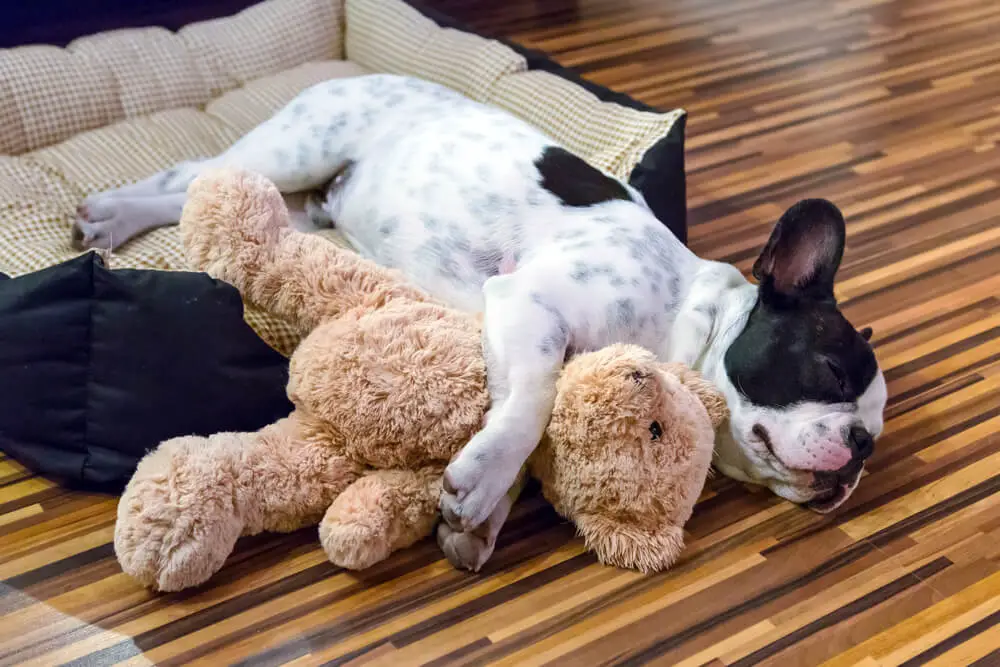 french-bulldog-sleeping-in-bed-with-teddy-bear
