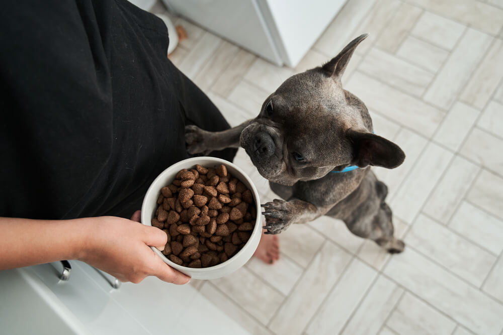 french-bulldog-wants-to-eat-his-food