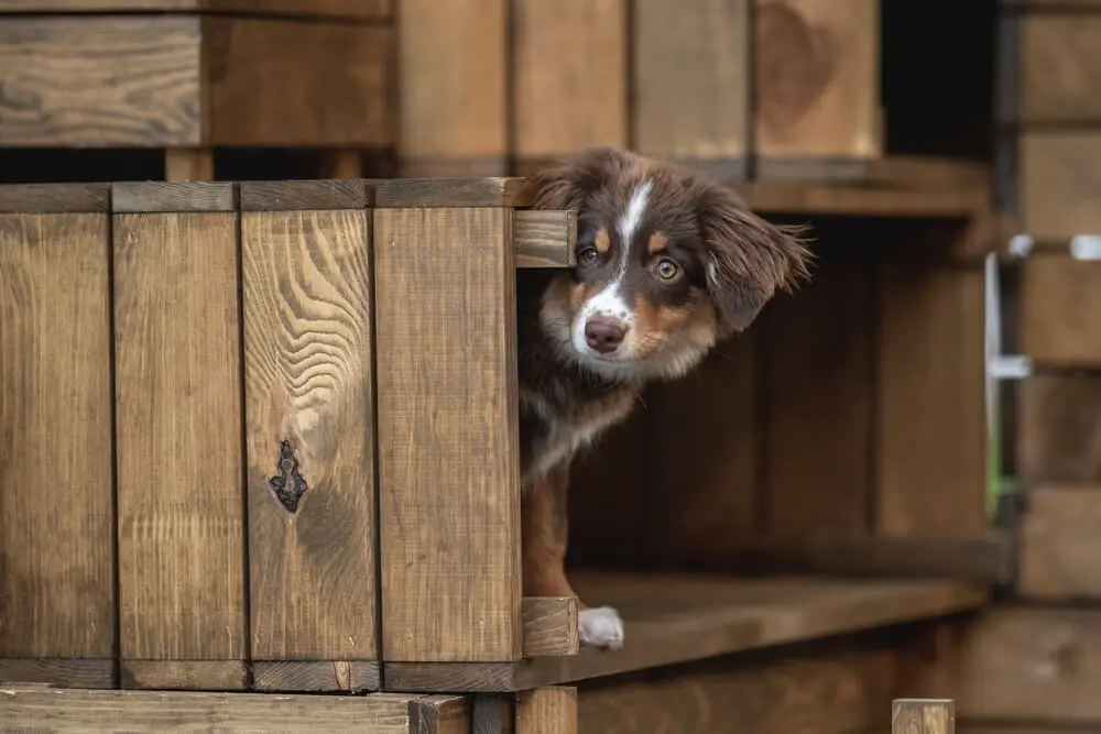 Miniature American Shepherd dog among large wooden boxes
