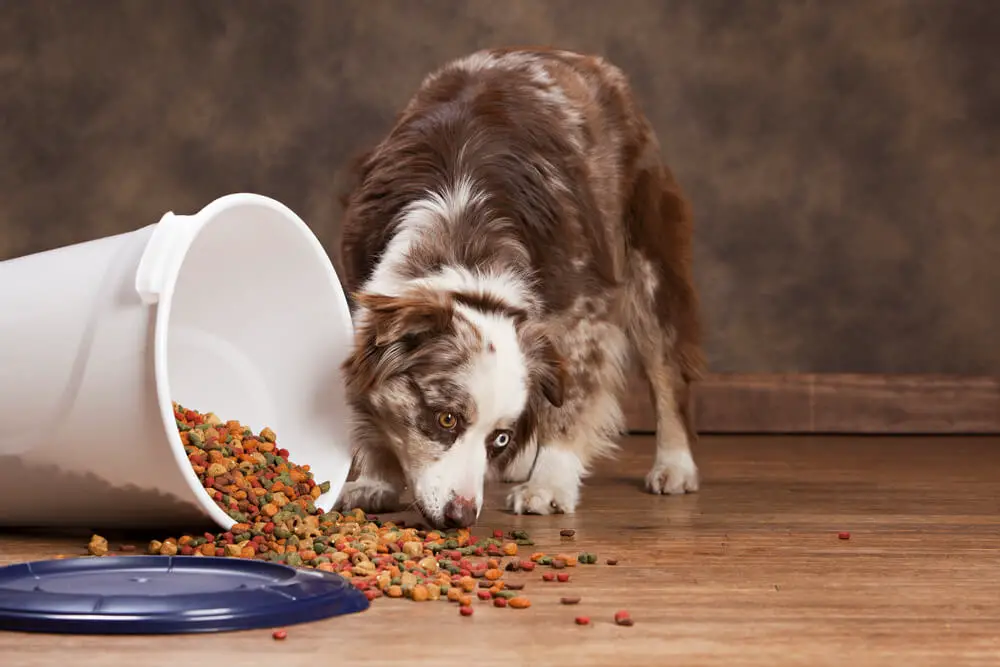 aussie-next-to-spilled-kibble-of-dog-food