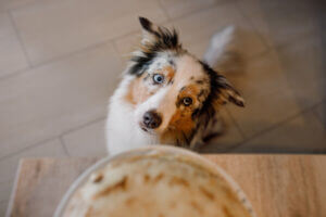 aussie-waiting-for-his-food