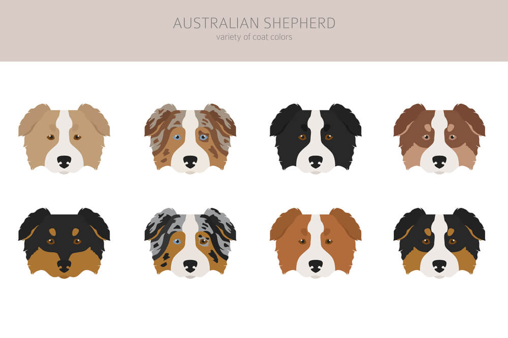 australian-shepherd-coat-colors