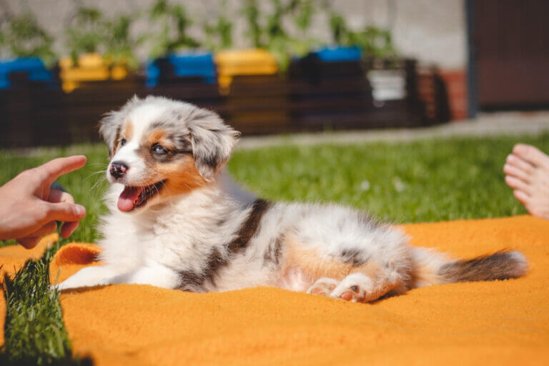 How To Train An Australian Shepherd: 5 Steps (+ Pictures)