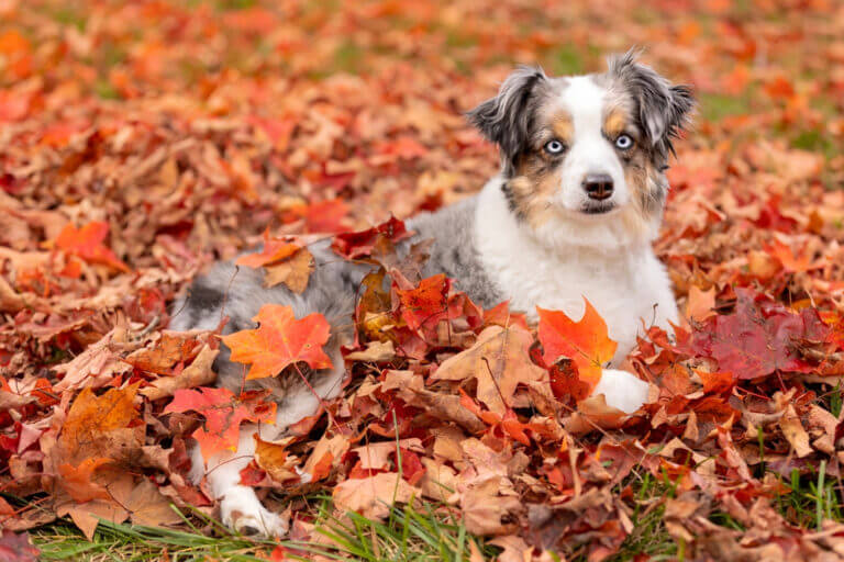 Mini Australian Shepherd Dog Breed Info & Characteristics