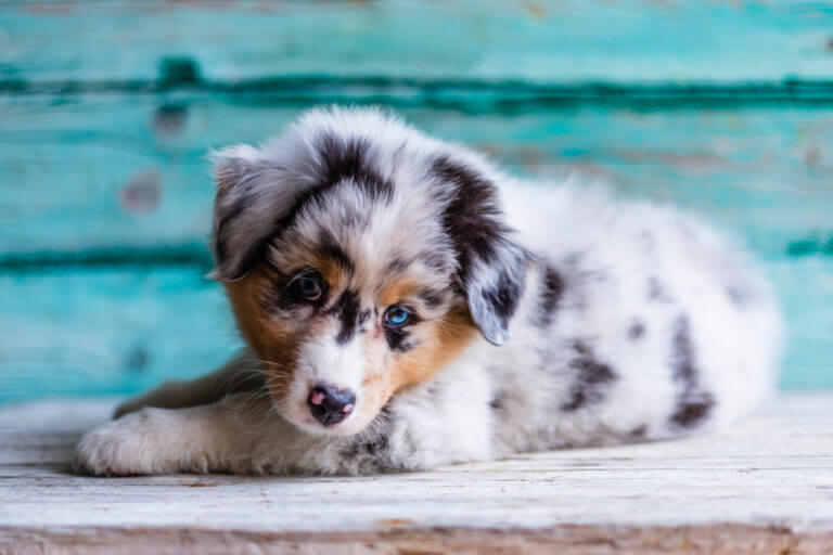 Australian Shepherd Eye Color Chart (Variations & Pictures)