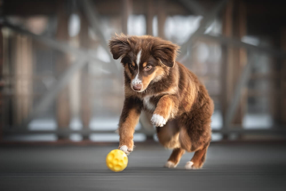 cute-mini-aussie-playing-with-toy