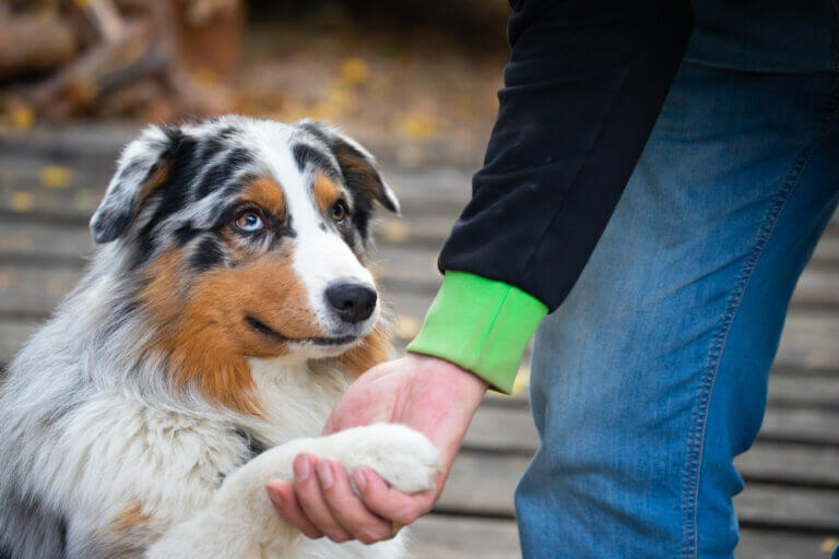 How To Train An Australian Shepherd: 5 Steps (+ Pictures)