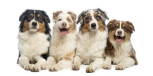 group-of-cute-australian-shepherds-with-various-ear-types