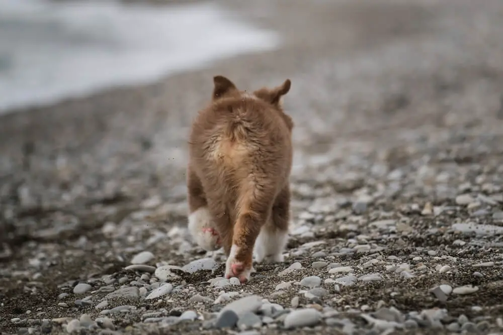 little-brown-puppy-aussie-runs-along-beach