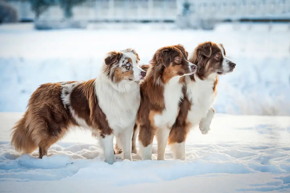 three-australian-shepherd-dogs-winter-each-aussie-different-size
