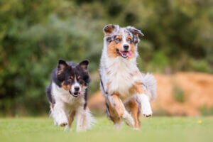 two-australian-shepherd-dogs-with-beautiful-coat-running
