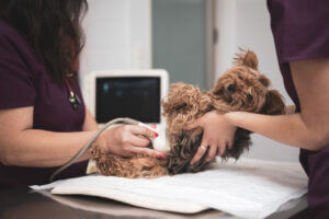 ultrasound-checking-yorkie-pregnancy