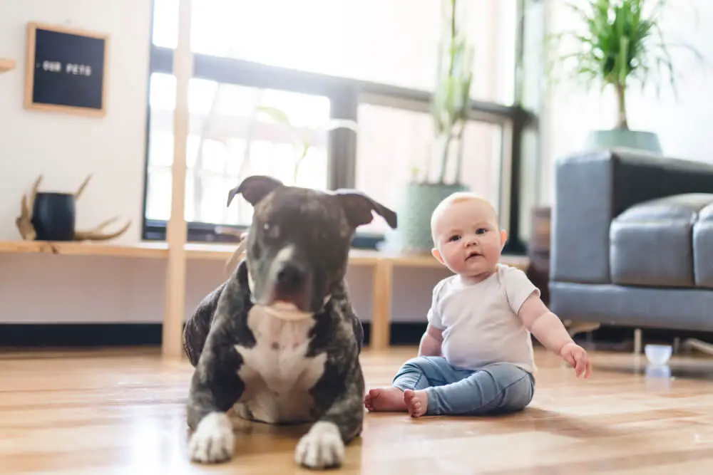 baby-girl-sitting-pitbull-on-floor