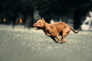 brown-american-pit-bull-terrier-dog-running-fast