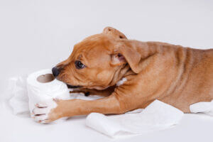 cute-staffordshire-terrier-puppy-roll-toilet