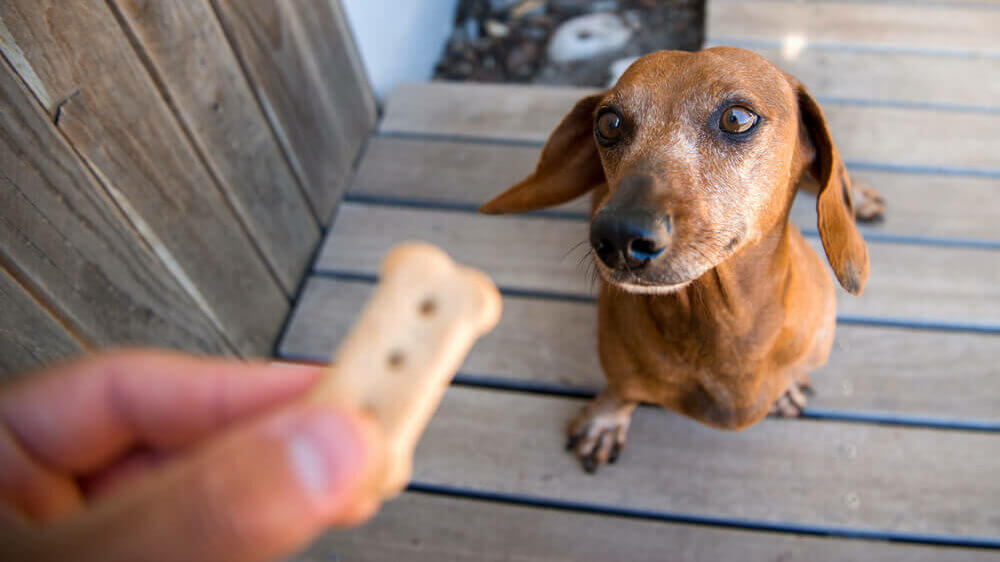 dachshund-waiting-for-dog-treat