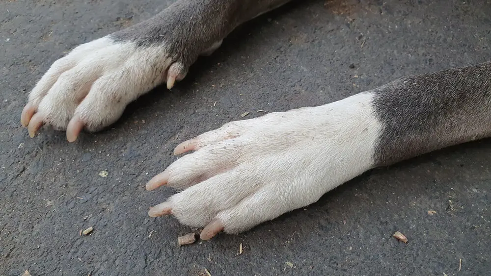 grey-pitbull-paws-close-up