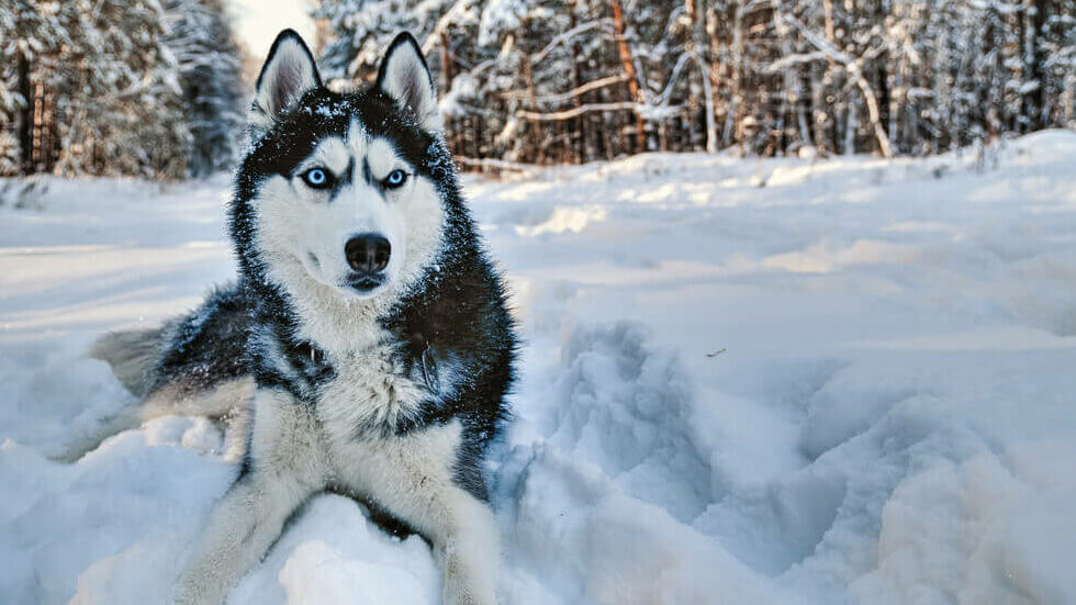 husky-dog-lying-snow
