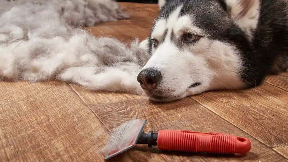 husky-dog-moulting-big-pile-of-fur