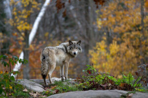 lone-timber-wolf-grey-in-forest