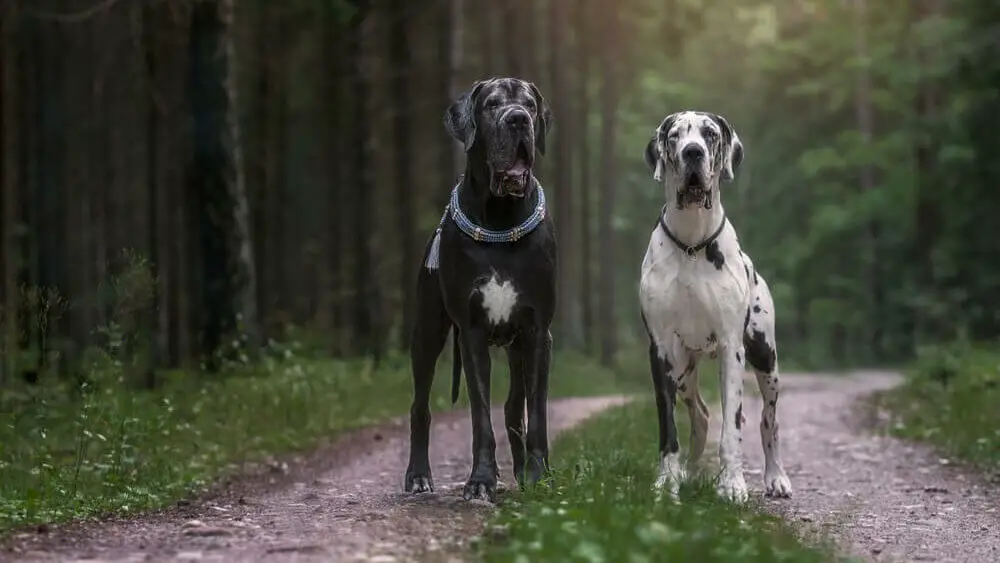 mating-great-danes-soon-in-heat-cycles