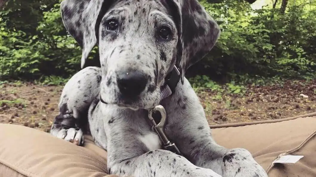 my-small-great-dane-puppy-with-collar