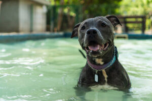 pit-bull-in-a-dog-swimming-pool
