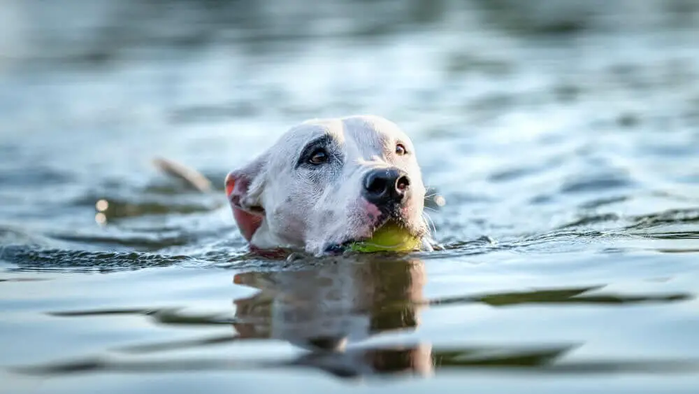 pit-bull-terrier-swims-and-plays-in-water