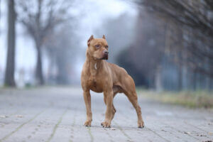 pit-bull-with-docked-tail-posing