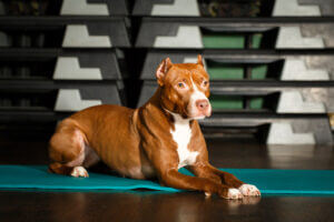 pitbull-exercising-on-a-yoga-mat