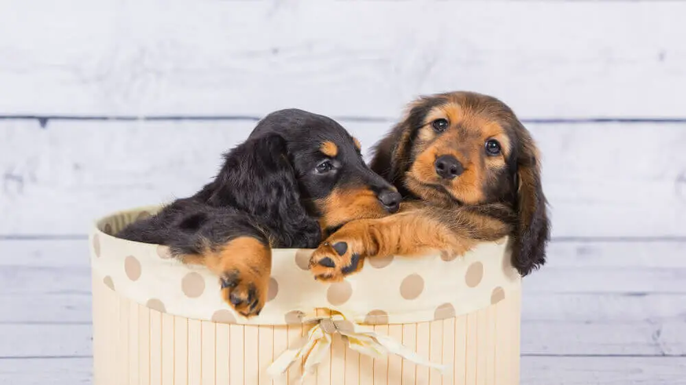 two-dachshund-puppies-playing-box