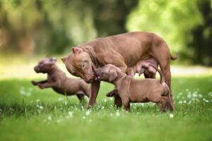 pit-bull-terrier-playing-with-puppies-outside