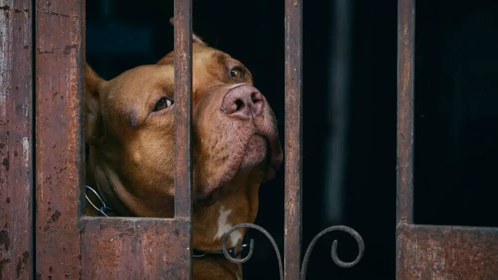 pitbull-dog-behind-rusty-steel-fence
