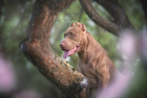 powerful-pit-bull-terrier-with-cropped-ears