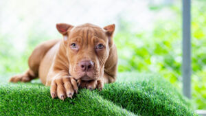 threemonthold-brown-pitbull-puppy