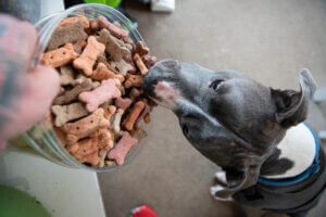 pit-bull-removes-biscuit-treat-bucket
