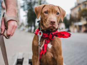 pretty-pitbull-puppy-chocolate-color-his-caring