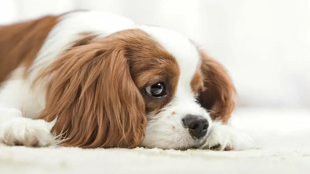 sad-purebred-dog-puppy-cavalier-king