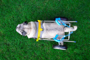looking down at a pug dog in a wheelchair ivdd