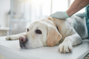 white Labrador with liver failure lying on examination table in vet clinic